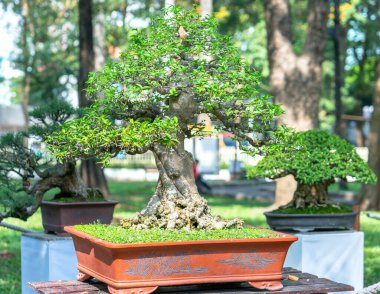 Bonsai ve Penjing minyatür bir tepside insan hayatında güçlü bir yükseliş, sabır toplum için yararlı ve iyi bir yaşam için tüm zorlukların üstesinden gelmelidir.
