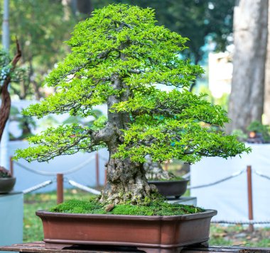 Bonsai ve Penjing minyatür bir tepside insan hayatında güçlü bir yükseliş, sabır toplum için yararlı ve iyi bir yaşam için tüm zorlukların üstesinden gelmelidir.