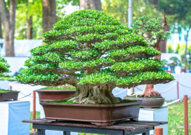 Bonsai ve Penjing minyatür bir tepside insan hayatında güçlü bir yükseliş, sabır toplum için yararlı ve iyi bir yaşam için tüm zorlukların üstesinden gelmelidir.