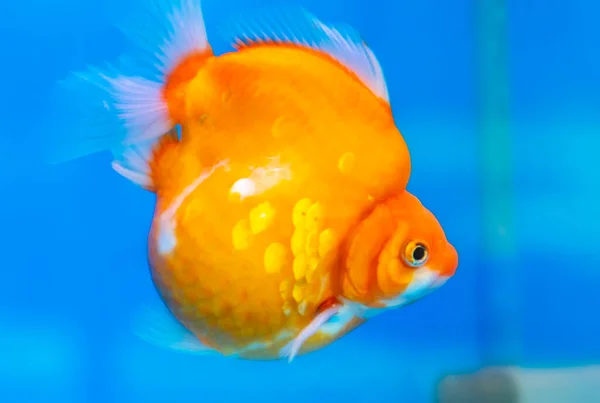 Ziergoldfisch Oder Carassius Auratus Familie Cyprinida Ranchu Oder Löwenkopf Goldfisch — Stockfoto