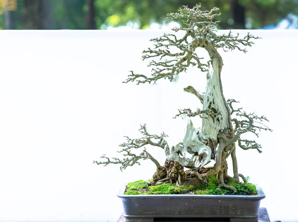 Bonsai ağacı, insanların hayatta kalmak için üstesinden gelmesi gereken soyutlanmayı simgeleyen birçok farklı şekillere sahip bir saksı bitkisinin beyaz arka planında izole edilmiş.
