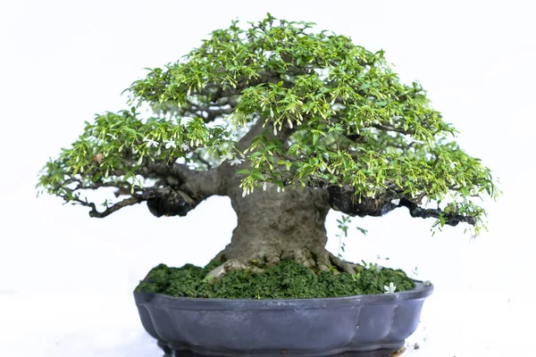 Bonsai ağacı, insanların hayatta kalmak için üstesinden gelmesi gereken soyutlanmayı simgeleyen birçok farklı şekillere sahip bir saksı bitkisinin beyaz arka planında izole edilmiş.