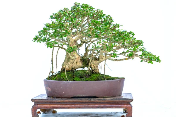 Bonsai ağacı, insanların hayatta kalmak için üstesinden gelmesi gereken soyutlanmayı simgeleyen birçok farklı şekillere sahip bir saksı bitkisinin beyaz arka planında izole edilmiş.