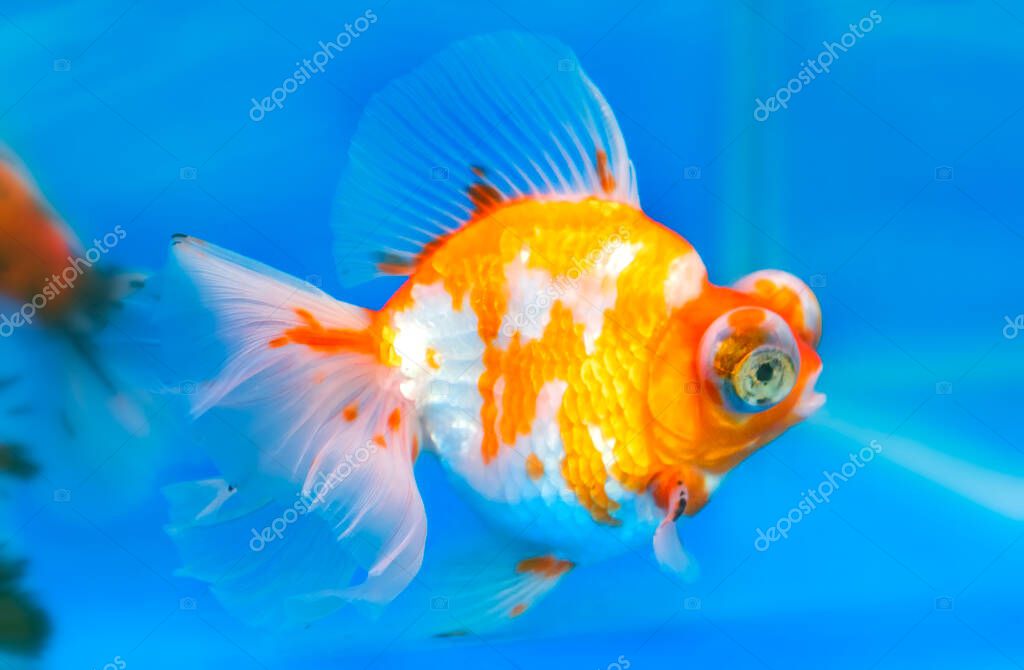 Pez dorado ornamental para mascotas o Carassius auratus, Familia