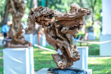 Kurumuş kozalaklı ağaç dalları, yıpranmış yardım odunları.