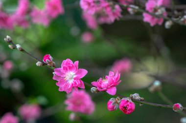 Bahar güneşinde kiraz çiçekleri bahçede göz alıcı çiçekler tipik soğuk ülkeler ve genellikle baharda açan çiçekler ölüyor bu yüzden insanlar Ay Yeni Yılı boyunca evlerinde tutuluyor..