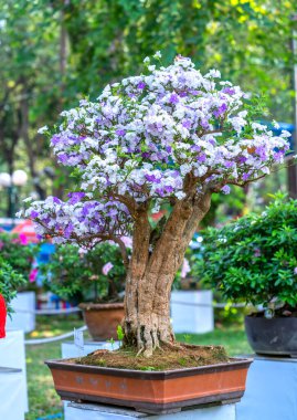 2021 yılının ilkbaharında ekoloji bahçesinde Alyssum çiçeği ağacı çiçek açar.