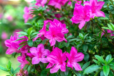 Azalea çiçekleri baharın erken saatlerinde çiçek açar.