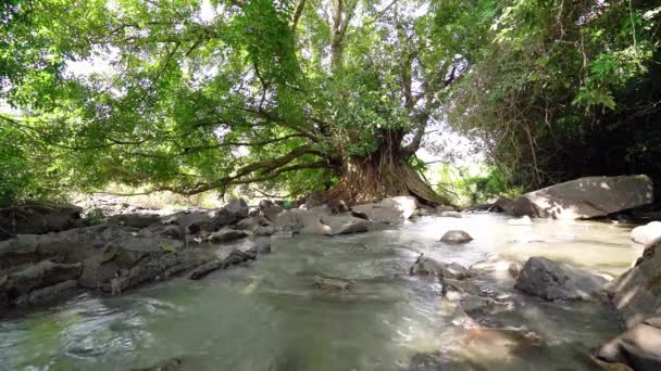 Ficus Bengalensis Antiguo Crece Por Arroyo Bosque Tropical Árbol Tiene — Vídeos de Stock