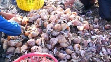 Phan Thiet, Vietnam - 12 Temmuz 2020: Deniz ürünleri pazarı oturumu denizleri, insanlar yengeçlerin, salyangozların ve balıkların içinde toplanıyor, kürek çeken balıkçı balıkları Phan Thiet, Vietnam 'daki balıkçı köyüne getirildi.