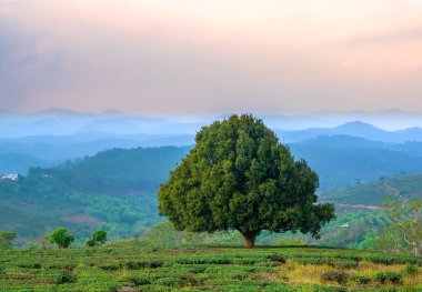 Öğleden sonra Da Lat Plato, Vietnam 'da çay tarlaları arasında siluet, yaşlı yalnız ağaç.