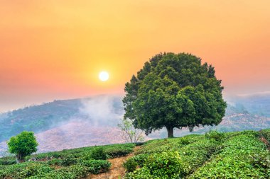Siluet eski yalnız ağaç çay tarlaları arasında sisli bir sabah güneş dağın tepesinden yükseldiğinde Vietnam 'ın dağlık kesimlerinde yeni barış gününü selamlamak için.