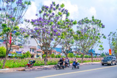 Da Lat, Vietnam - 2 Nisan 2021: Sokak köşesinde çiçek açan Jacaranda çiçekleri, Vietnam 'daki Dalat dağlık kesiminde yağmur mevsimi değişiminin habercisidir.