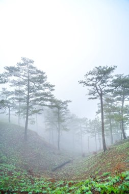 Sabah sisiyle kaplı tepedeki çam ormanının manzarası Vietnam 'ın dağlık kesimlerinde çok gizemli ama güzel ve huzurludur.