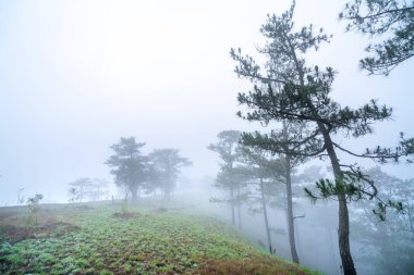 Sabah sisiyle kaplı tepedeki çam ormanının manzarası Vietnam 'ın dağlık kesimlerinde çok gizemli ama güzel ve huzurludur.