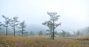 Sabah sisiyle kaplı tepedeki çam ormanının manzarası Vietnam 'ın dağlık kesimlerinde çok gizemli ama güzel ve huzurludur.