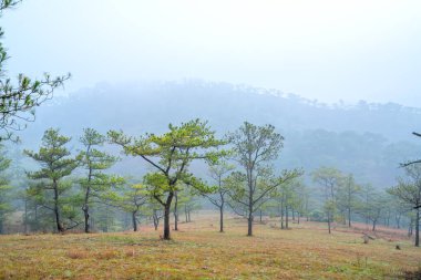 Sabah sisiyle kaplı tepedeki çam ormanının manzarası Vietnam 'ın dağlık kesimlerinde çok gizemli ama güzel ve huzurludur.