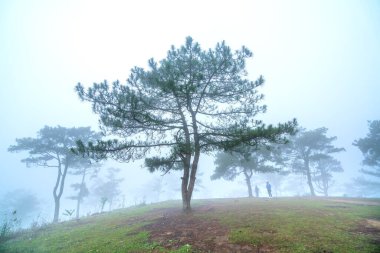 Sabah sisiyle kaplı tepedeki çam ormanının manzarası Vietnam 'ın dağlık kesimlerinde çok gizemli ama güzel ve huzurludur.