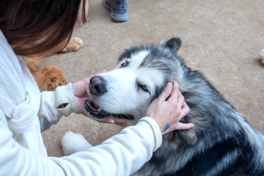 Alaska Malamute köpeğini okşayan insan eli insanlara en sadık ve en yakın hayvandır.