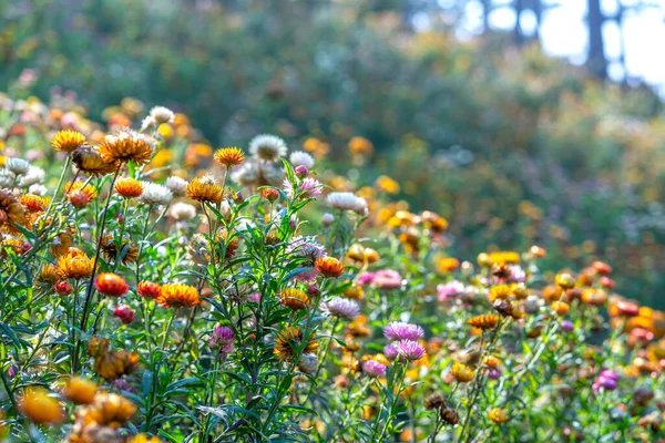 Xerochrysum Bracteatum Flower Fields Bloom Brightly Hillside Sunny Summer Morning — Foto de Stock