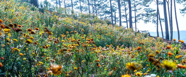 Les Champs Fleurs Xerochrysum Bracteatum Fleurissent Brillamment Sur Une Colline — Photo