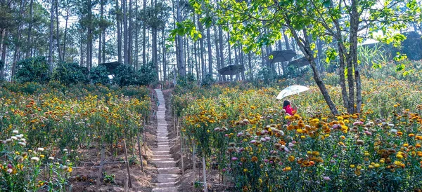 Les Champs Fleurs Xerochrysum Bracteatum Fleurissent Brillamment Sur Une Colline — Photo