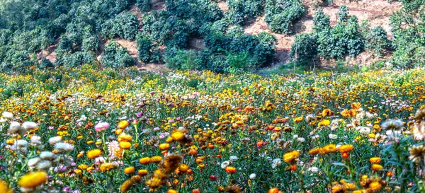 Les Champs Fleurs Xerochrysum Bracteatum Fleurissent Brillamment Sur Une Colline — Photo