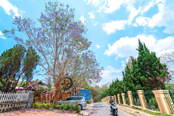 Lat Vietnam April 2Nd 2021 Jacaranda Flower Trees Blooming Brightly — Foto de Stock