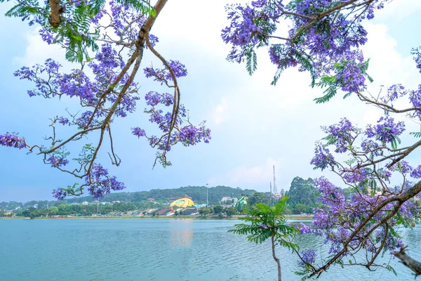Jacaranda Fleurs Saison Floraison Les Rives Lac Xuan Huong Lat — Photo