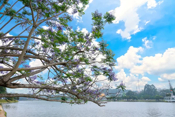Jacaranda Fleurs Saison Floraison Les Rives Lac Xuan Huong Lat — Photo