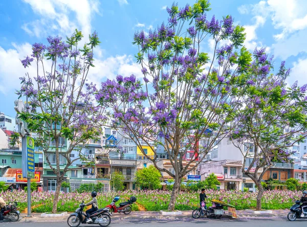 Lat Βιετνάμ Απριλίου 2021 Ανθισμένα Δέντρα Jacaranda Στη Γωνία Του — Φωτογραφία Αρχείου