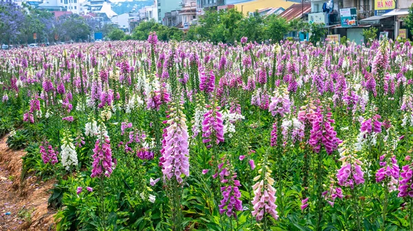 Lat Vietnam Aprile 2021 Fiori Guanto Volpe Che Sbocciano Nel — Foto Stock