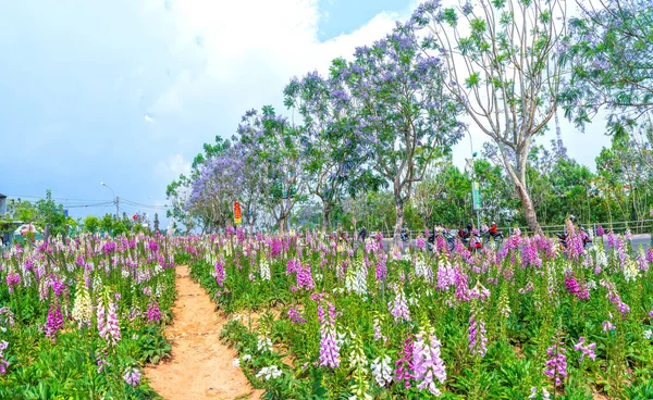 Lat Vietnam Aprile 2021 Fiori Guanto Volpe Che Sbocciano Nel — Foto Stock