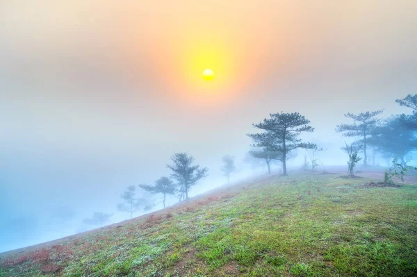 当阳光普照的高原上黎明时分 覆盖着苏醒的松树林 白雾弥漫 下丘脑平静地迎接新的一天 — 图库照片