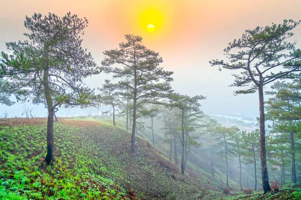 Amanhecer Planalto Quando Sol Estava Brilhando Florestas Pinheiros Cobertos Vigília — Fotografia de Stock