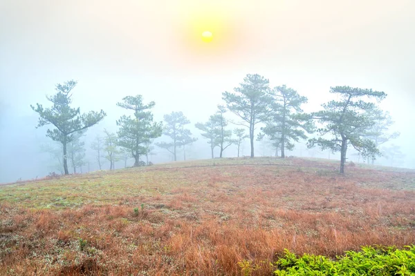 Dawn on the plateau when the sun was shining down wake-covered pine forests of white fog hypothalamus welcome new day in peace.