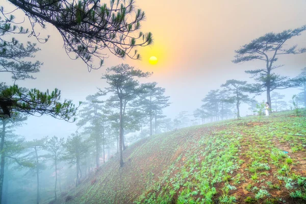 Dawn Plateau Sun Shining Wake Covered Pine Forests White Fog — Stock Photo, Image