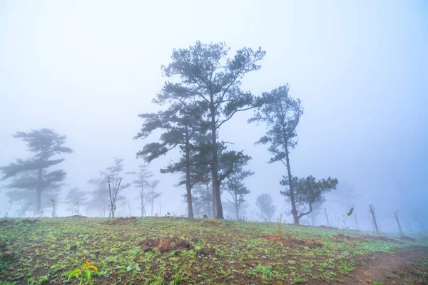 Cena Floresta Pinheiros Colina Coberta Com Névoa Matinal Muito Misteriosa — Fotografia de Stock