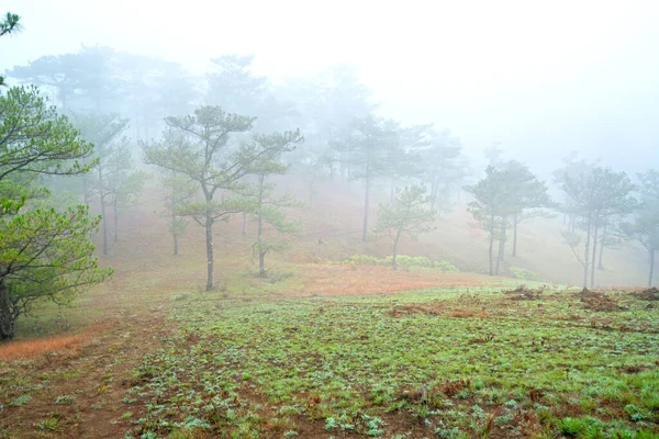 Scene Pine Forest Hill Covered Morning Mist Very Mysterious Beautiful — Foto de Stock