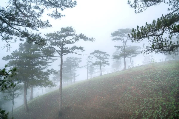 Scene Pine Forest Hill Covered Morning Mist Very Mysterious Beautiful — Foto de Stock