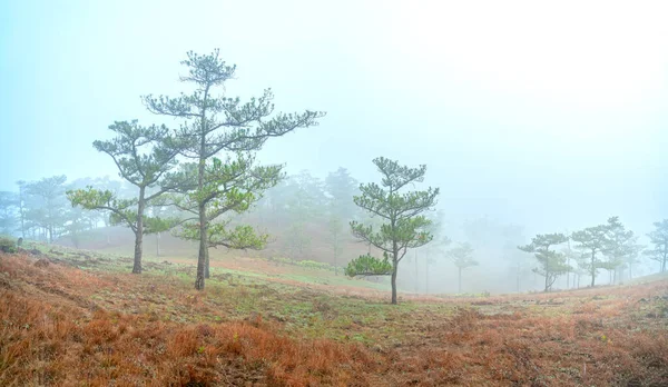 Sabah sisiyle kaplı tepedeki çam ormanının manzarası Vietnam 'ın dağlık kesimlerinde çok gizemli ama güzel ve huzurludur.