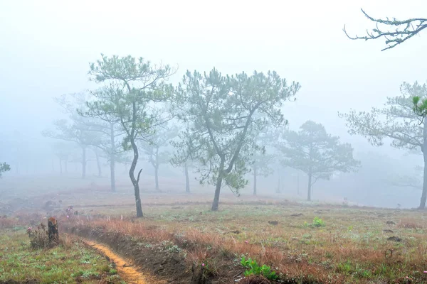 Cena Floresta Pinheiros Colina Coberta Com Névoa Matinal Muito Misteriosa — Fotografia de Stock