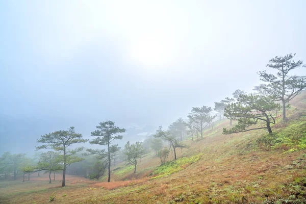 Scene Pine Forest Hill Covered Morning Mist Very Mysterious Beautiful — Foto de Stock