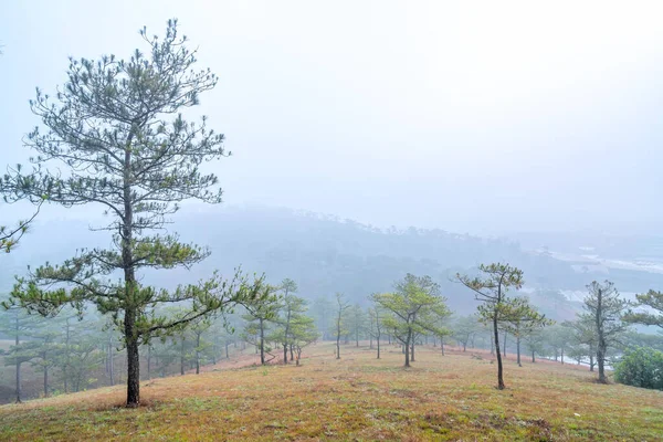 Sabah sisiyle kaplı tepedeki çam ormanının manzarası Vietnam 'ın dağlık kesimlerinde çok gizemli ama güzel ve huzurludur.