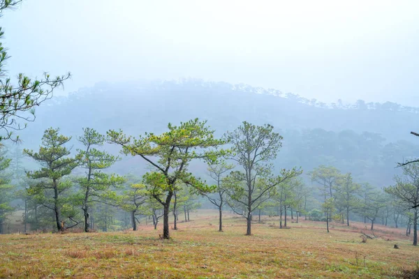 Sabah sisiyle kaplı tepedeki çam ormanının manzarası Vietnam 'ın dağlık kesimlerinde çok gizemli ama güzel ve huzurludur.