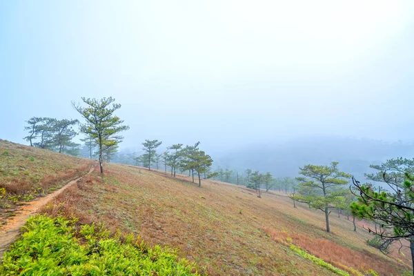 Scene Pine Forest Hill Covered Morning Mist Very Mysterious Beautiful — Foto de Stock