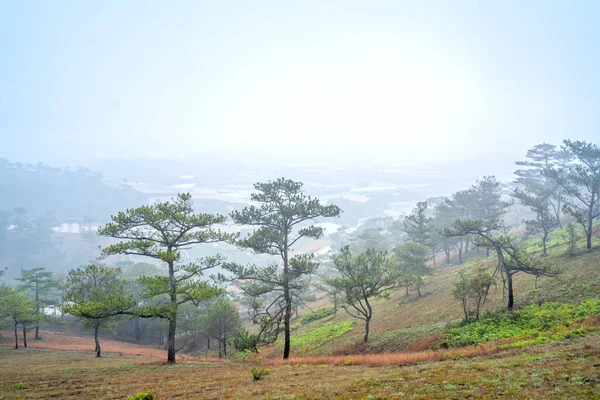 Scene Pine Forest Hill Covered Morning Mist Very Mysterious Beautiful — Foto de Stock