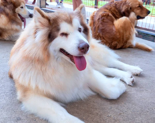 Aljaška Malamute Psí Portrét Domácím Mazlíčkovi Jsou Velmi Přátelské Dobré — Stock fotografie