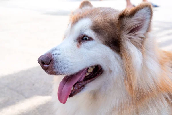 Aljaška Malamute Psí Portrét Domácím Mazlíčkovi Jsou Velmi Přátelské Dobré — Stock fotografie