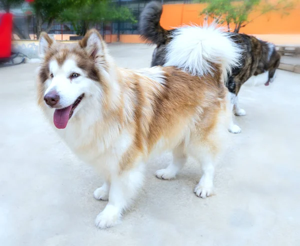 Alaska Malamute evcil hayvan köpek portresi. Onlar çok dost canlısı ve çok iyiler. Çocuklara yakın olmak için evcil hayvan olarak evinizi seçmeliler.